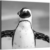 Dibond –Zwart Witte Pinguïn – 50x50 Foto op Aluminium (Met ophangl)