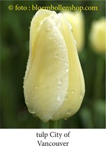 tulp City of Vancouver 25 bollen maat 12/+ tulpen bloembollen