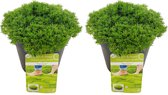 Duo Match & Moss 'Pine Green' ®