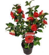 Camellia ‘Black Lace’