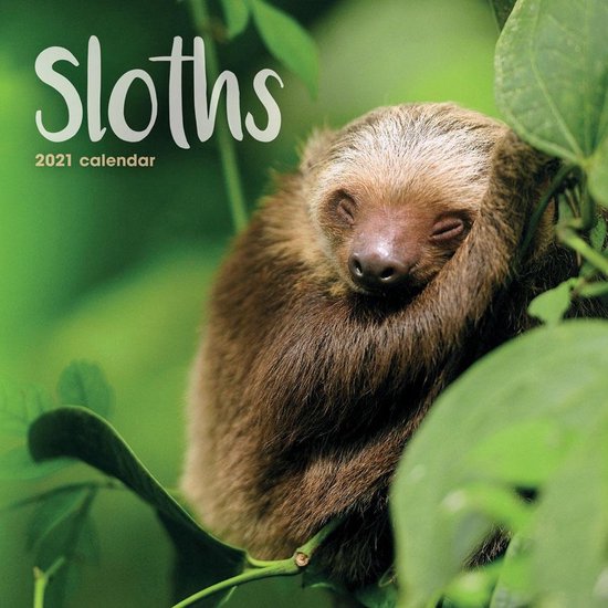 SLOTHS MINI SQUARE WALL CALENDAR 2021