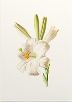 Madonnalelie (White Lily) - Foto op Posterpapier - 42 x 59.4 cm (A2)