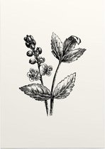 Actaea zwart-wit (Baneberry) - Foto op Posterpapier - 50 x 70 cm (B2)