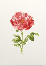 Darnastroos (York Lancaster Rose) - Foto op Posterpapier - 29.7 x 42 cm (A3)