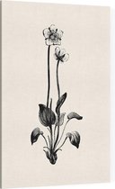 Parnassia zwart-wit (Grass of Parnassus) - Foto op Canvas - 40 x 60 cm