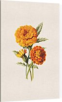 Goudsbloem (Marigold Whie) - Foto op Canvas - 60 x 90 cm