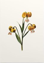 Turkse Lelie (Martagon Lily White) - Foto op Posterpapier - 29.7 x 42 cm (A3)