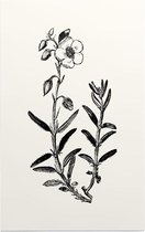 Zonneroosje zwart-wit (Rock Rose) - Foto op Forex - 40 x 60 cm