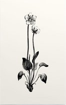 Parnassia zwart-wit (Grass of Parnassus) - Foto op Forex - 40 x 60 cm