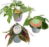 Kamerplanten van Botanicly – 3 × Stippenbegonia, Gatenplant en Pannenkoekenplant in keramische pot als set – Hoogte: 20 cm – Begonia maculata, Monstera minima, Pilea peperomioides