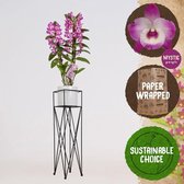 Orchidee van Botanicly – Bamboe Orchidee in witte keramiek pot met stander als set – Hoogte: 80 cm, 2 takken, Paarse bloemen – Dendrobium nobile Lilac