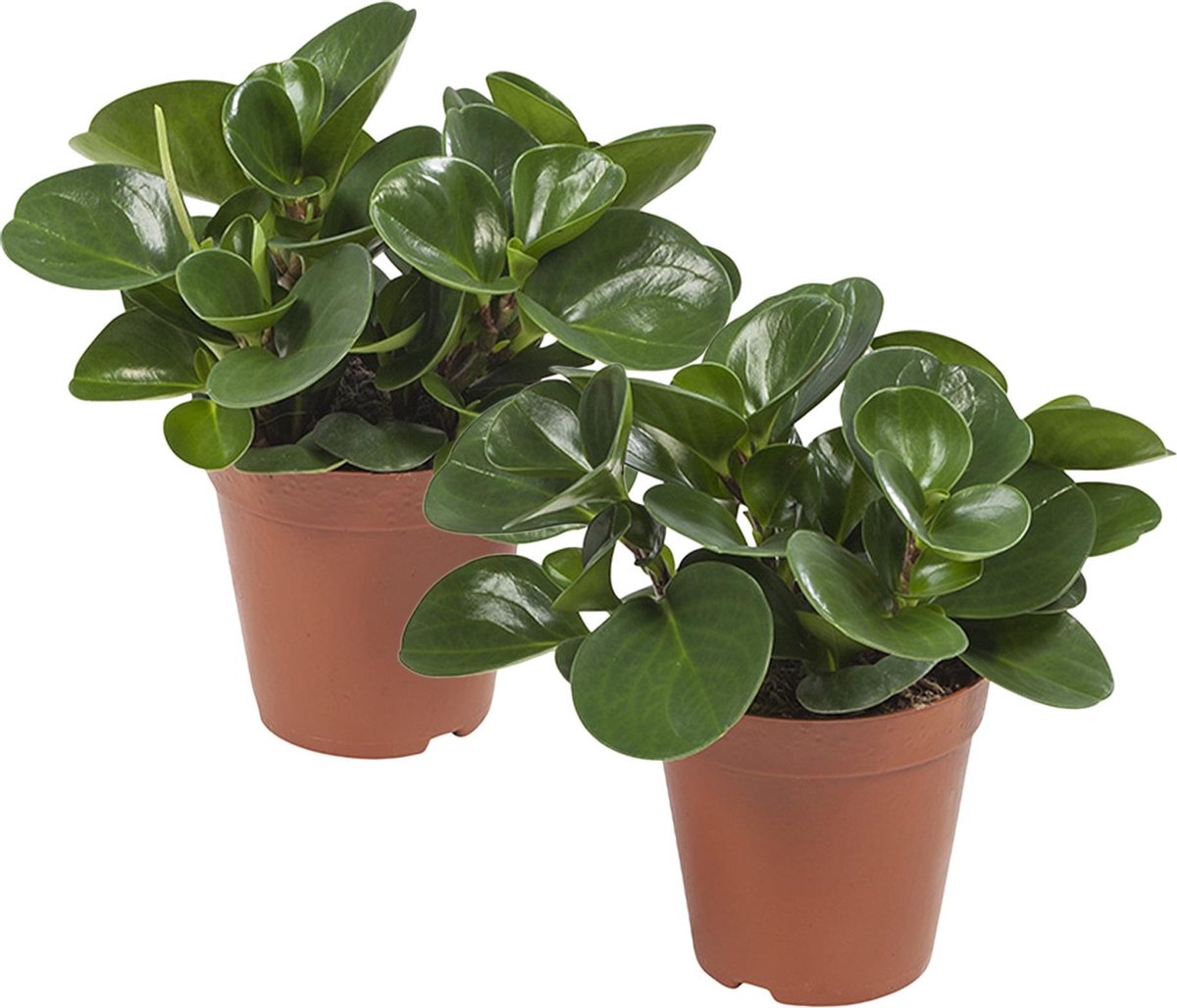 2X Rattenstaart - in kweek pot - hoogte 25-30 cm - potdiameter: 15 cm -  kamerplant -... | bol