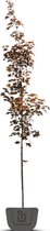 Rode esdoorn | Acer platanoides  Royal Red | Stamomtrek: 8-10 cm