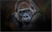 Gorilla op zwarte achtergrond - Foto op Forex - 45 x 30 cm