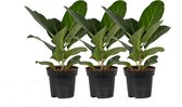 Kamerplanten van Botanicly – 3 × Banyanboom – Hoogte: 25 cm – Ficus Benghalensis Audrey