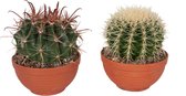 Cactussen van Botanicly – 2 × Schoonmoedersstoel & Barrel cactus in een terracotta schaal als set – Hoogte: 20 cm – Echinocactus grusonii & Ferocactus stainesii