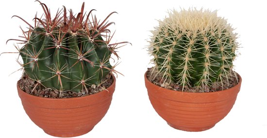 oog tumor aanplakbiljet Cactussen van Botanicly – 2 × Schoonmoedersstoel & Barrel cactus in een  terracotta... | bol.com