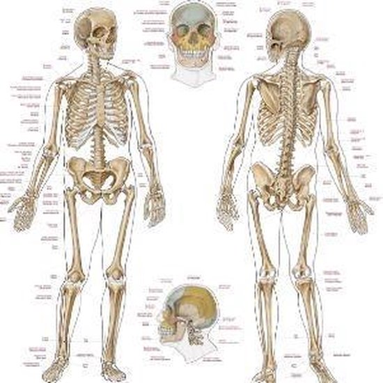 Verrassend bol.com | Anatomie poster Skelet menselijk lichaam - MediPreventie PA-12