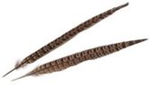 Overige Natuurmaterialen - Cb. 24 Pheasant Feathers Natural 20-25cm