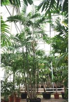 Ptychosperma macarthurii - Macarthur Palm 790-800cm
