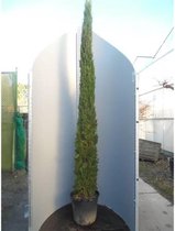 Cupressus sempervirens 'Stricta' - Italiaanse Cipres 280-310cm - In NL gekweekt