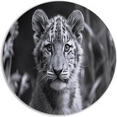 Peinture ourson - Panneau mural animalier - Peinture Plantes - Peintures Classique - Peinture ronde - Décoration murale cercle forex 70x70 cm