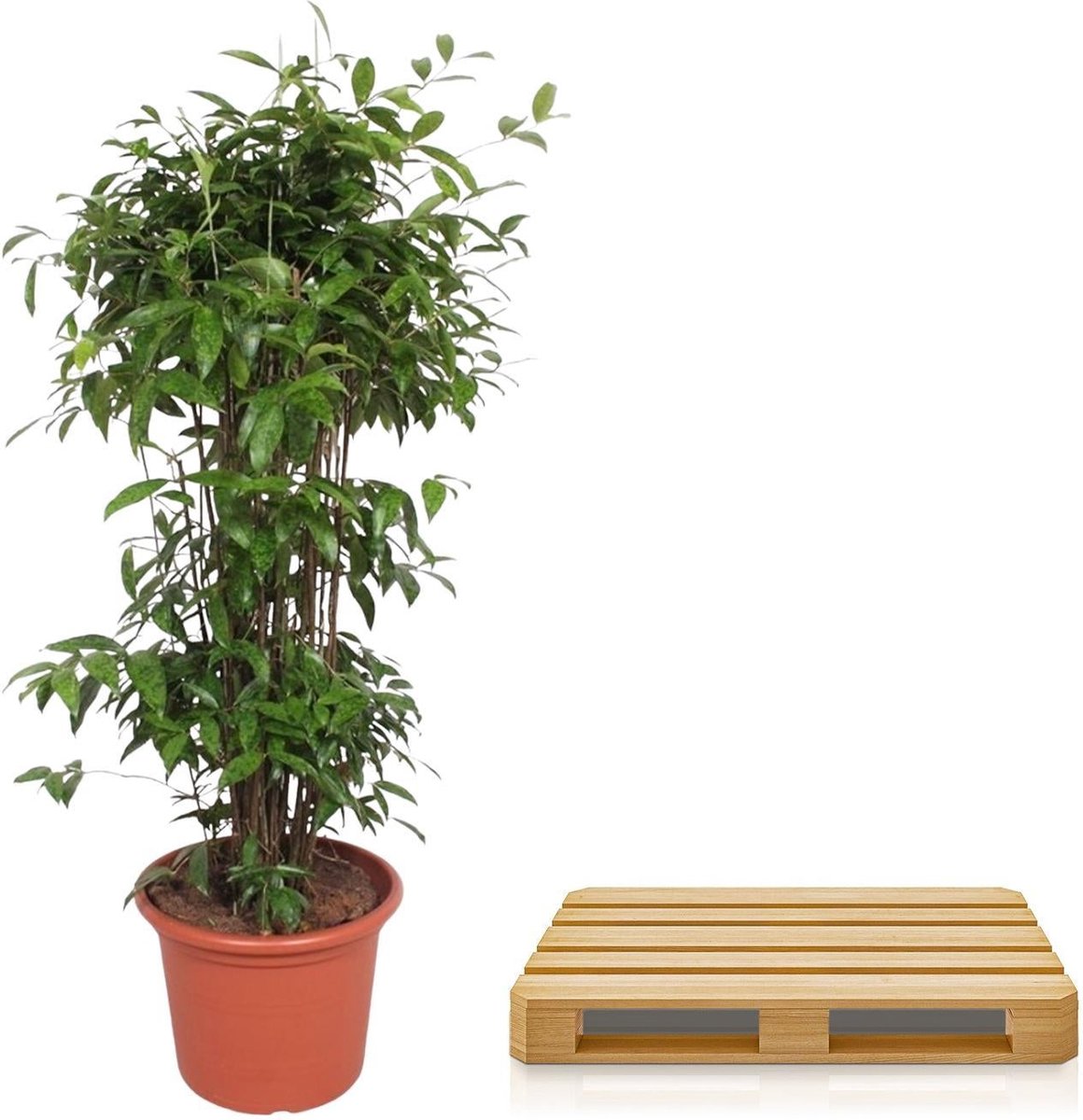 Dracaena Surculosa - 240 cm - ø50