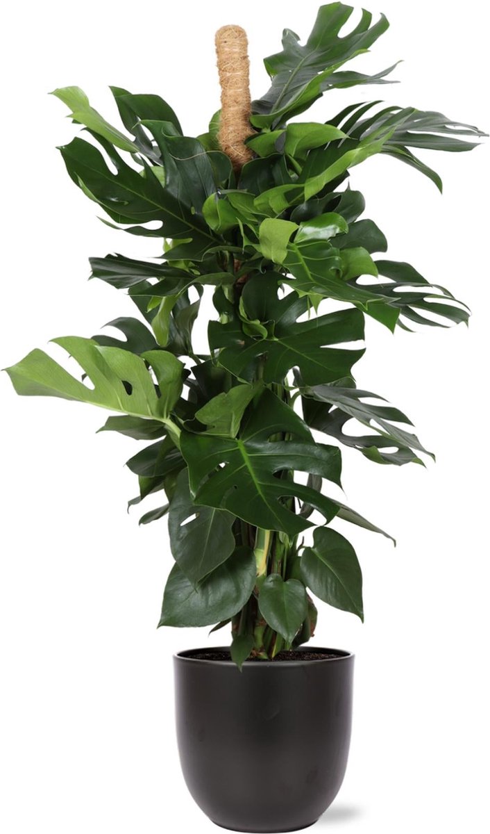 Monstera Deliciosa MOSSTOK Ø27cm 150cm in Boule ANTRACIET pot