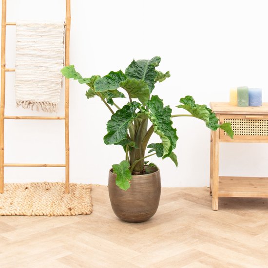 Alocasia Low Rider - 40cm