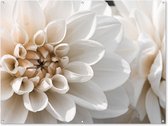 Tuinposter 160x120 cm - Tuindecoratie Bloemen - Wit - Natuur - Poster voor in de tuin - Buiten decoratie - Schutting tuinschilderij - Tuindoek muurdecoratie - Wanddecoratie balkondoek