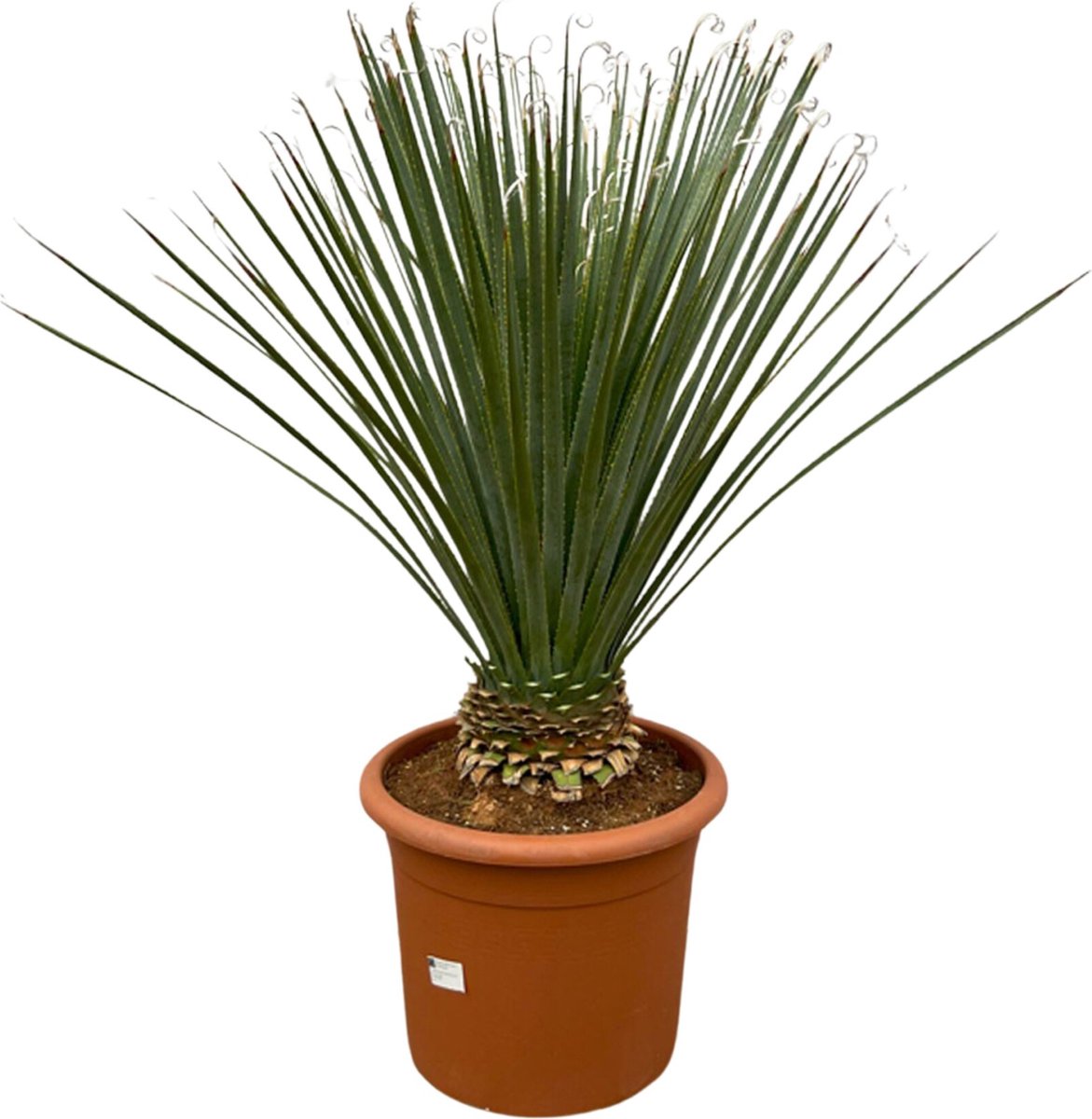 Dasylirion Longissimum - 120cm