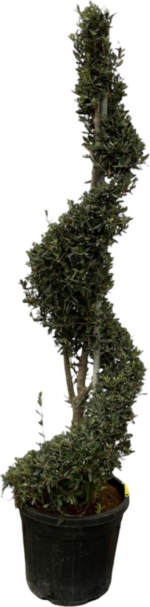 Olea Europaea spiraal - 230 cm - Ø50cm