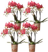 Kolibri Orchids | COMBI DEAL van 4 oranje Phalaenopsis orchideeën - Congo - potmaat Ø9cm | bloeiende kamerplant - vers van de kweker