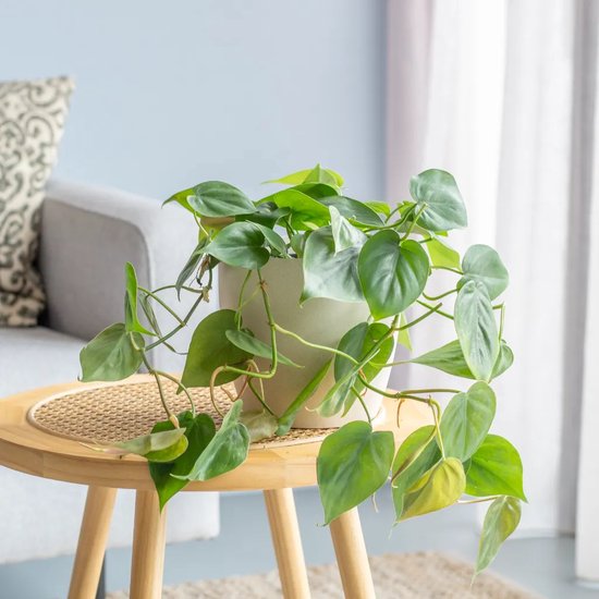 Philodendron Scandens hangplant