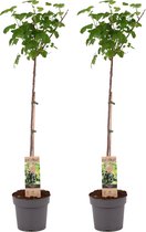 Plant in a Box - Ribes Nigrum 'Titania' - Set van 2 - Zwarte aalbes - Fruitboom - ⌀21cm - Hoogte 90-100cm