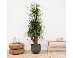 Dracaena Marginata vertakt - 120cm