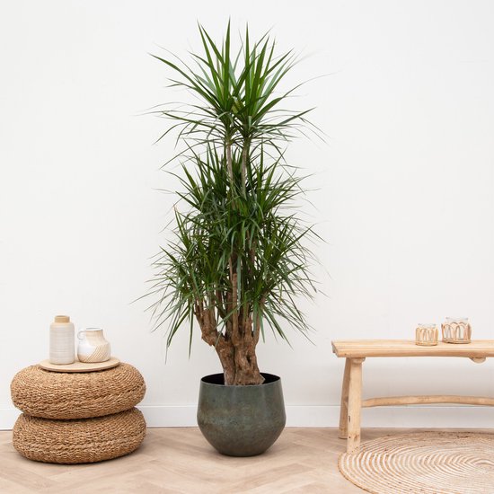 Dracaena Marginata vertakt - 120cm