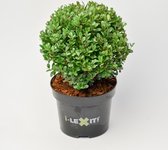 2x Ilex Crenata Dark Green Bolvorm doorsnee 15cm - Japanse Hulst in 2 liter pot