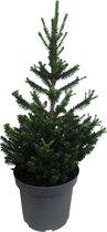 Boom van Botanicly – Picea abies Wills Zwerg – Hoogte: 80 cm