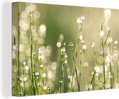 Canvas Schilderij Vroege dauw op grassprieten - 30x20 cm - Wanddecoratie