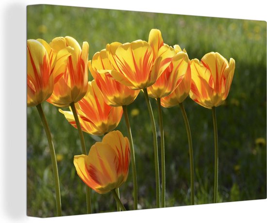 Canvas Schilderij Oranje tulpen in een grasveld - 90x60 cm - Wanddecoratie