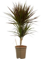 Dracaena Margenta