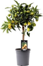 Citrus Kumquat