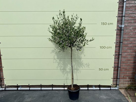 Olijfbomen Tuin- en balkonplant Olijfboom - Hoogte: 160cm
