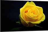 Dibond - Gele Roos met Zwarte Achtergrond - 120x80cm Foto op Aluminium (Met Ophangsysteem)