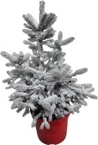 Hagen en struiken van Botanicly – Dwergspar – Hoogte: 95 cm – Picea glauca Conica