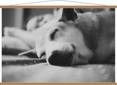 Schoolplaat – Slapend Hondje (zwart/wit) - 120x80cm Foto op Textielposter (Wanddecoratie op Schoolplaat)