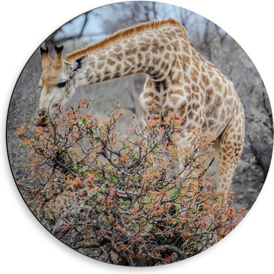 Dibond Wandcirkel - Giraffe bij bomen  - 50x50cm Foto op Aluminium Wandcirkel (met ophangsysteem)