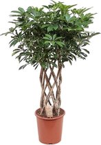 Schefflera Compacta 120 cm