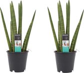 Decorum Duo Sansevieria Cylindrica  ()